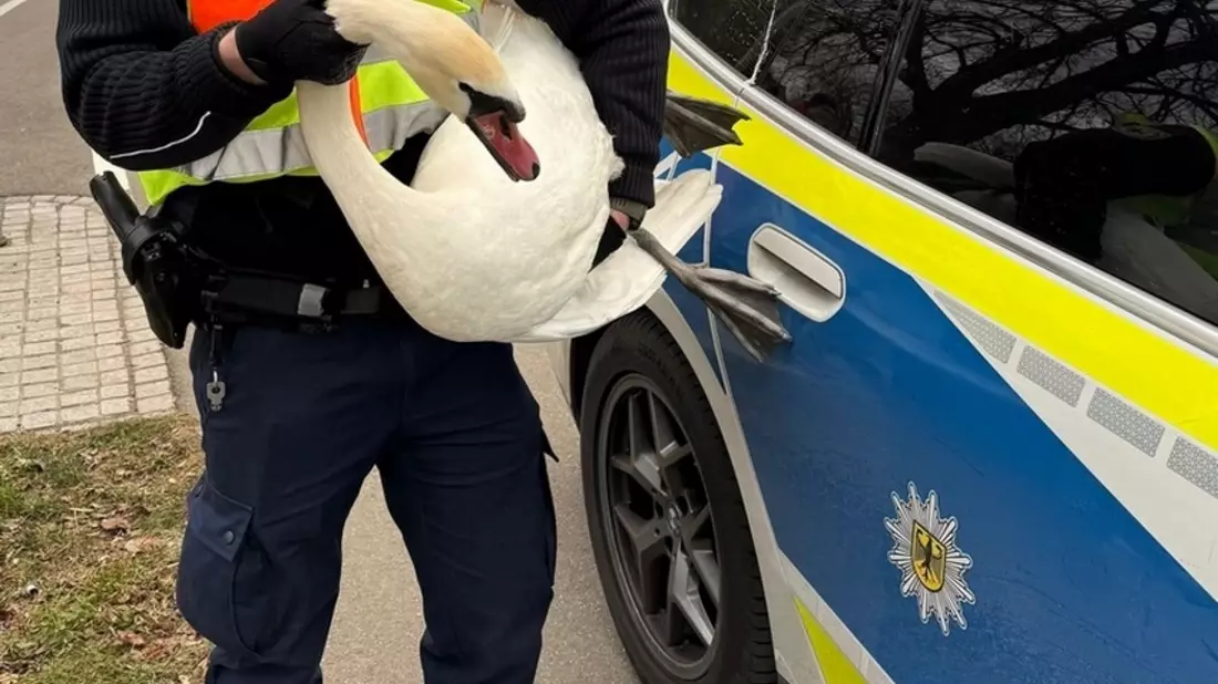 Bundespolizeidirektion München: Brisante Begegnung zwischen Tieren und Zügen / Bundespolizei rettet Schwäne aus Gleisbereich - Bild: presseportal.de