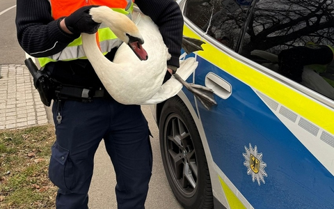 Bundespolizeidirektion München: Brisante Begegnung zwischen Tieren und Zügen / Bundespolizei rettet Schwäne aus Gleisbereich - Foto: presseportal.de
