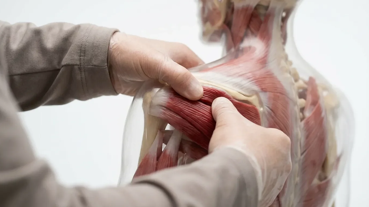 Neue Studien stärken manuelle Therapie bei Muskelschmerzen - Foto: über boerse-global.de