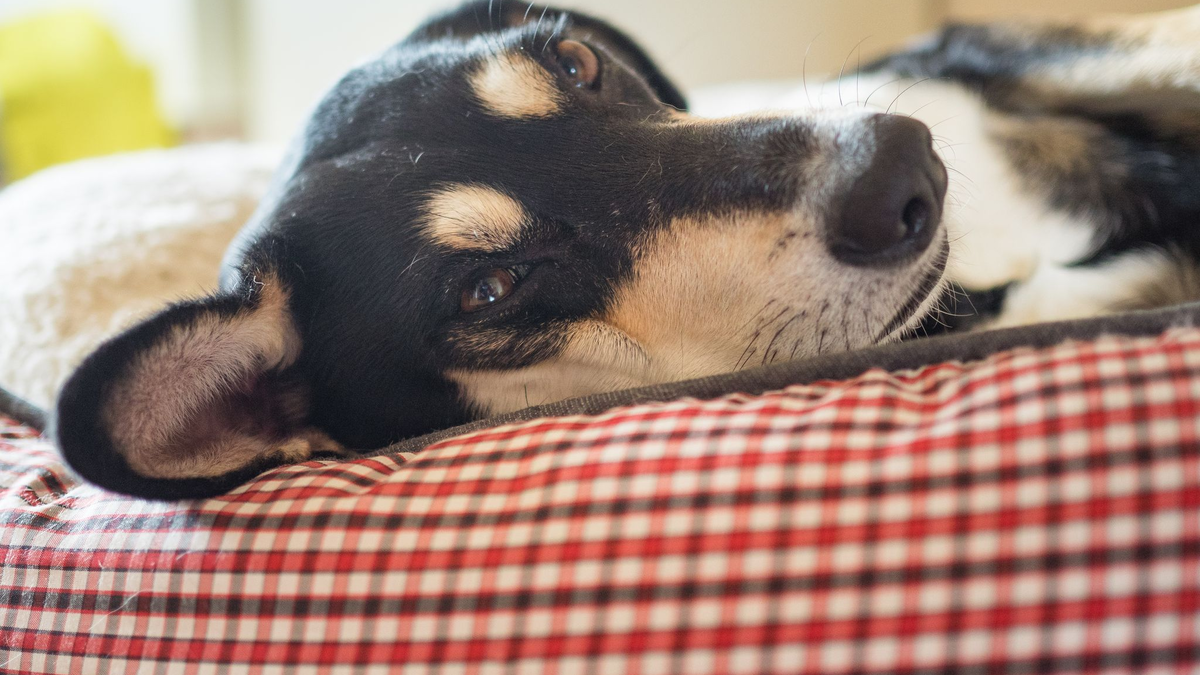 Die Mehrheit der Haustiere schläft laut Umfrage in einem eigenen Körbchen. (Archivbild) - Foto: picture alliance / Nicolas Armer/dpa