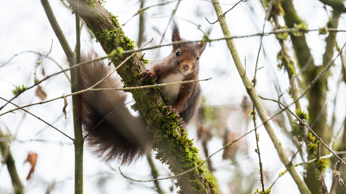 Eichhörnchen kommen im Winter oft nicht an ihre Vorräte heran. (Archivbild)  - Foto: Silas Stein/dpa