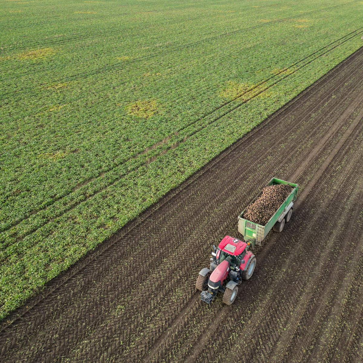 Die Preise für viele Agrarprodukte sind derzeit unter Druck. (Archivbild)  - Foto: Jan Woitas/dpa