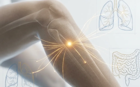 Magen 36: Wissenschaft entschlüsselt den „Punkt der 100 Krankheiten“ - Foto: über boerse-global.de