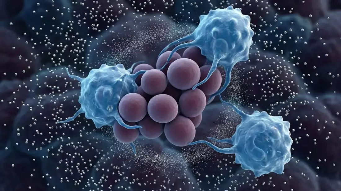 Immunsystem verhungert Darmpilz mit gezieltem Zink-Entzug - Bild: über boerse-global.de