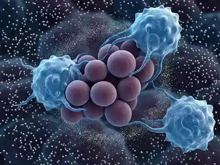 Immunsystem verhungert Darmpilz mit gezieltem Zink-Entzug - Foto: über boerse-global.de