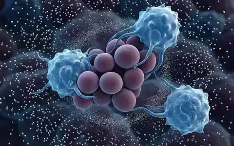 Immunsystem verhungert Darmpilz mit gezieltem Zink-Entzug - Foto: über boerse-global.de