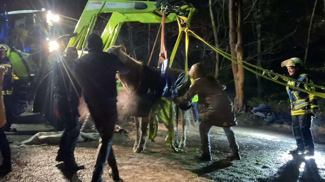 FW-BO: Gestürztes Pferd in Höntrop: Feuerwehr Bochum leistet Unterstützung - Bild: presseportal.de