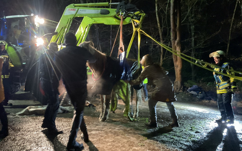 FW-BO: Gestürztes Pferd in Höntrop: Feuerwehr Bochum leistet Unterstützung - Foto: presseportal.de