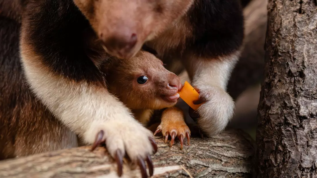Geboren wurde das Tierchen schon vor einigen Monaten, aus dem Beutel gewagt hat sich das kleine Känguru jedoch erst jetzt.  - Bild: -/Chester Zoo/dpa