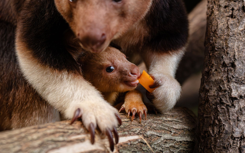 Geboren wurde das Tierchen schon vor einigen Monaten, aus dem Beutel gewagt hat sich das kleine Känguru jedoch erst jetzt.  - Foto: -/Chester Zoo/dpa