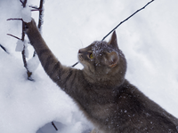  - Foto: PetYu (bluefrog pharma GmbH) über pressetext.de