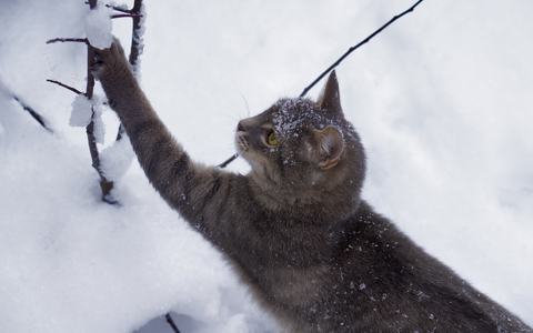  - Foto: PetYu (bluefrog pharma GmbH) über pressetext.de