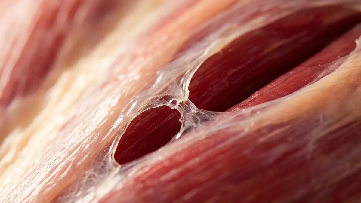 Faszien: Das unterschätzte Bindegewebe gegen Rückenschmerzen - Foto: über boerse-global.de