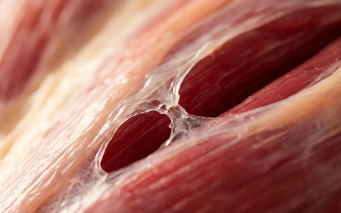 Faszien: Das unterschätzte Bindegewebe gegen Rückenschmerzen - Foto: über boerse-global.de