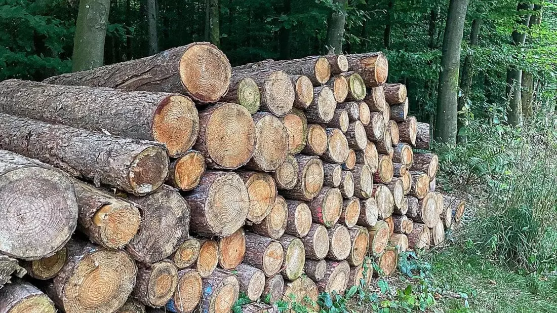 Holzstämme im Wald (Archiv) - Bild: via dts Nachrichtenagentur