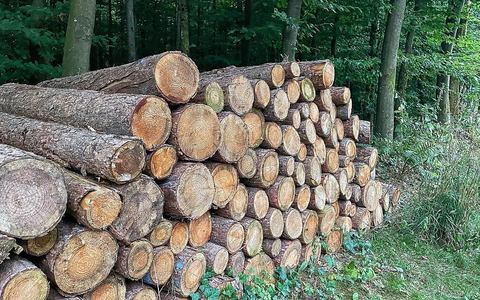 HolzstÀmme im Wald (Archiv) - Foto: via dts Nachrichtenagentur HolzstÀmme im Wald (Archiv) - Foto: via dts Nachrichtenagentur