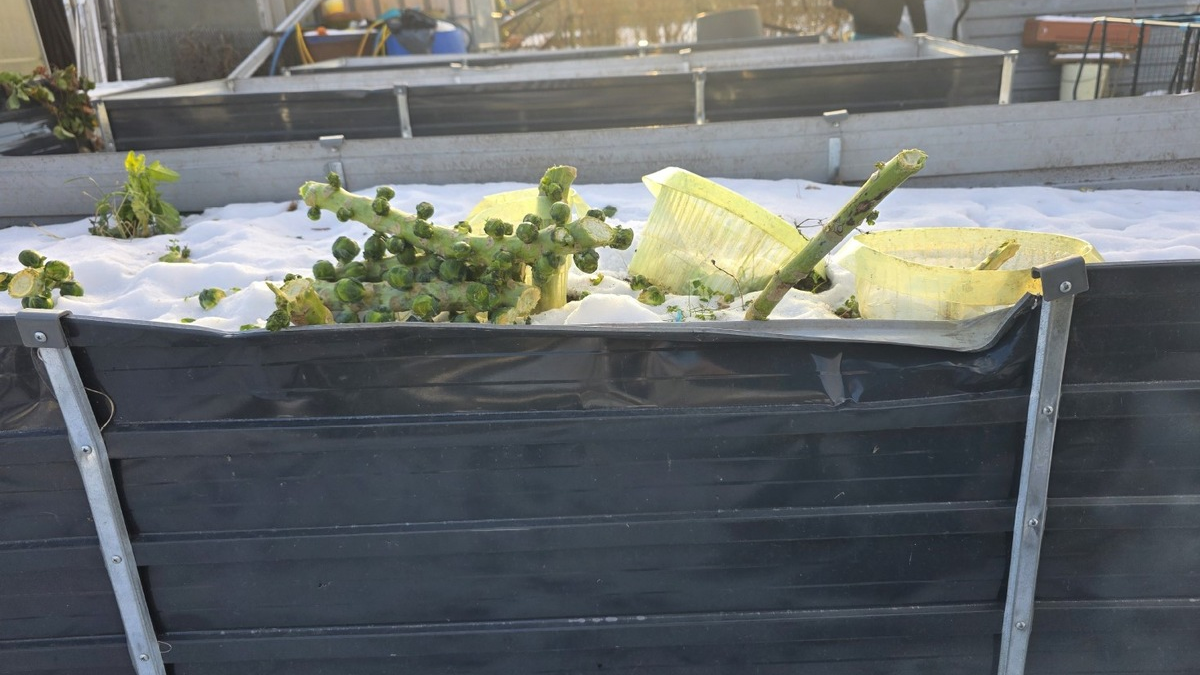 POL-NB: Rosenkohldiebe beschädigen Hochbeet - Foto: presseportal.de