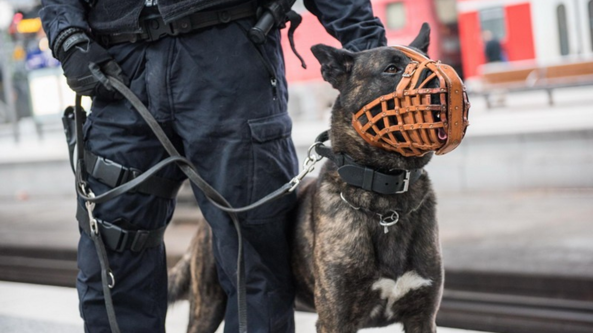 BPOLI EF: Zu großer Maulkorb sorgte für Fahrtausschluss - Foto: presseportal.de