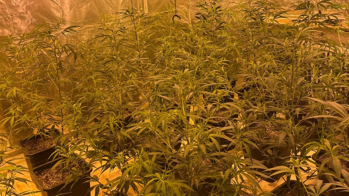 POL-REK: 260116-2: Polizisten stellten mehrere Kilogramm Marihuana sicher - Foto: presseportal.de
