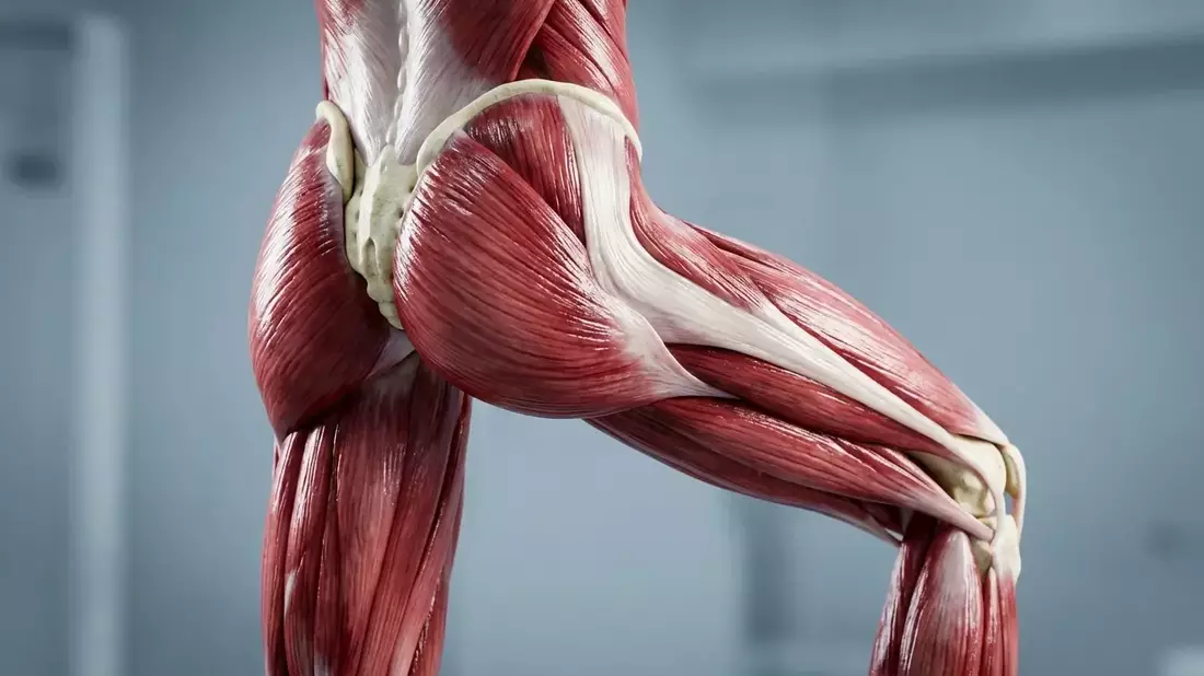 Hamstrings: Der unterschätzte Schlüssel gegen Rückenschmerzen - Bild: über boerse-global.de