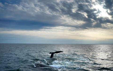 Erstmals gibt es ein UN-Abkommen zum Schutz der Hochsee. (Archivbild) - Foto: Robert F. Bukaty/AP