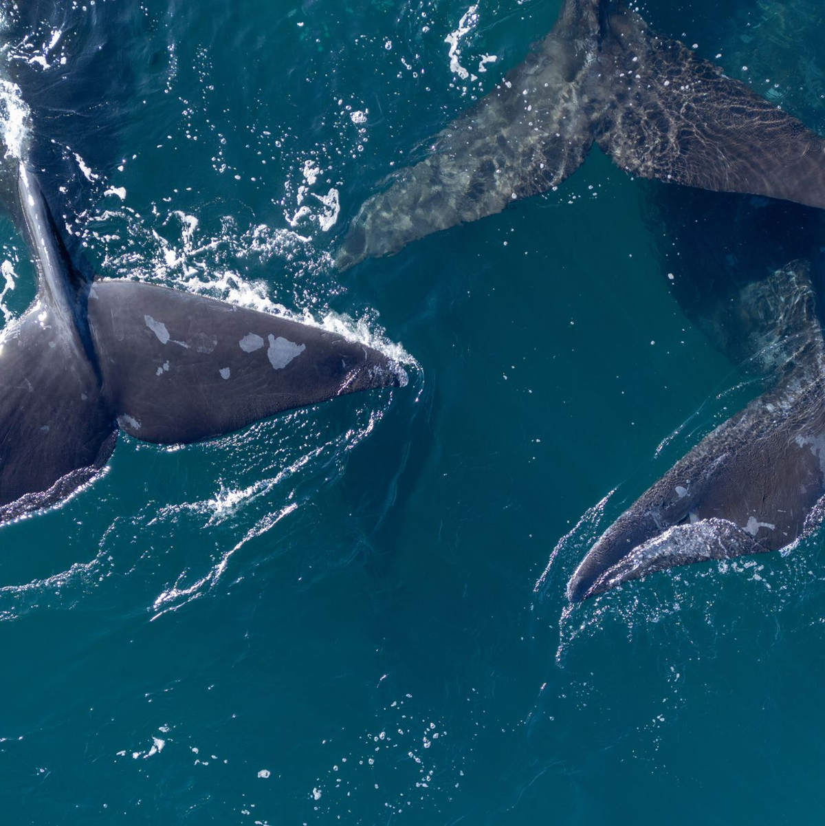 Die Hohe See umfasst etwa 40 Prozent der Erdoberfläche. (Archivbild) - Foto: Maxi Jonas/dpa