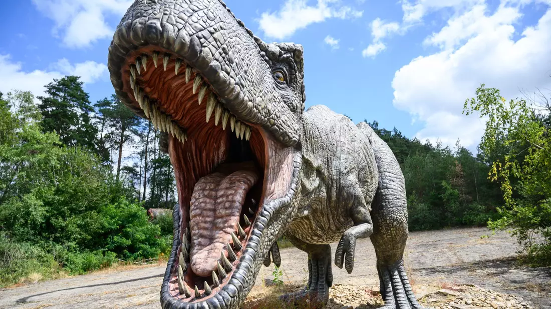 Ungefähr 15 bis 20 Jahre dauert es, bis ein Mensch ausgewachsen ist - beim gigantischen Tyrannosaurus rex waren es wohl zwei Jahrzehnte mehr. - Bild: Christophe Gateau/dpa