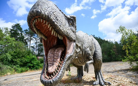 Ungefähr 15 bis 20 Jahre dauert es, bis ein Mensch ausgewachsen ist - beim gigantischen Tyrannosaurus rex waren es wohl zwei Jahrzehnte mehr. - Foto: Christophe Gateau/dpa