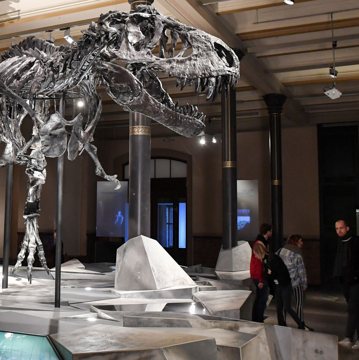 Einen Großteil seines Lebens verbrachte der T. rex wohl damit, mit kleineren Raubtieren um Nahrung zu konkurrieren. - Foto: Jens Kalaene/dpa-Zentralbild/dpa