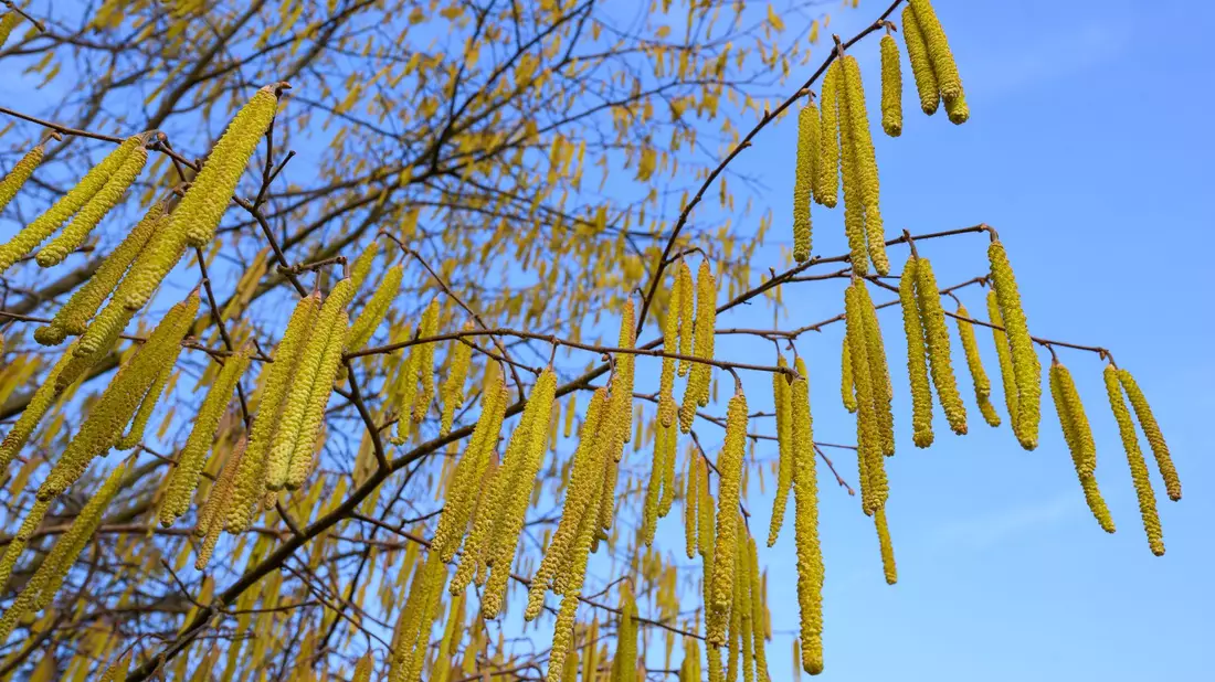 Pollen sind die häufigsten Auslöser allergischer Atemwegserkrankungen. - Bild: Patrick Pleul/dpa
