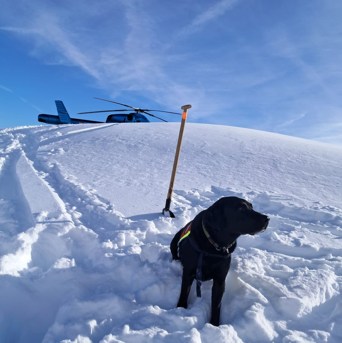 Auch Hunde waren nach dem Lawinenabgang am Finsterkopf im Einsatz.  - Foto: Unbekannt/HUNDESTAFFEL BERGRETTUNG/APA/dpa