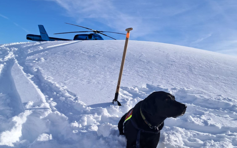 Auch Hunde waren nach dem Lawinenabgang am Finsterkopf im Einsatz.  - Foto: Unbekannt/HUNDESTAFFEL BERGRETTUNG/APA/dpa