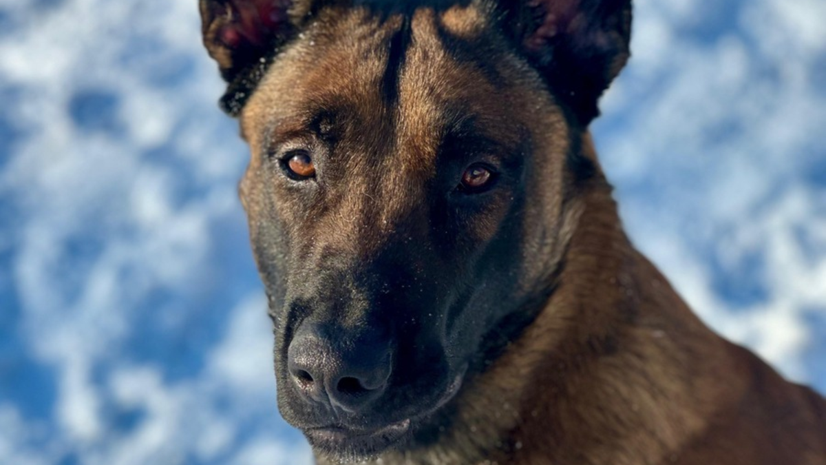 POL-RZ: Flucht vor der Polizeikontrolle - Tatverdächtiger durch Diensthund Duke gestellt - Foto: presseportal.de