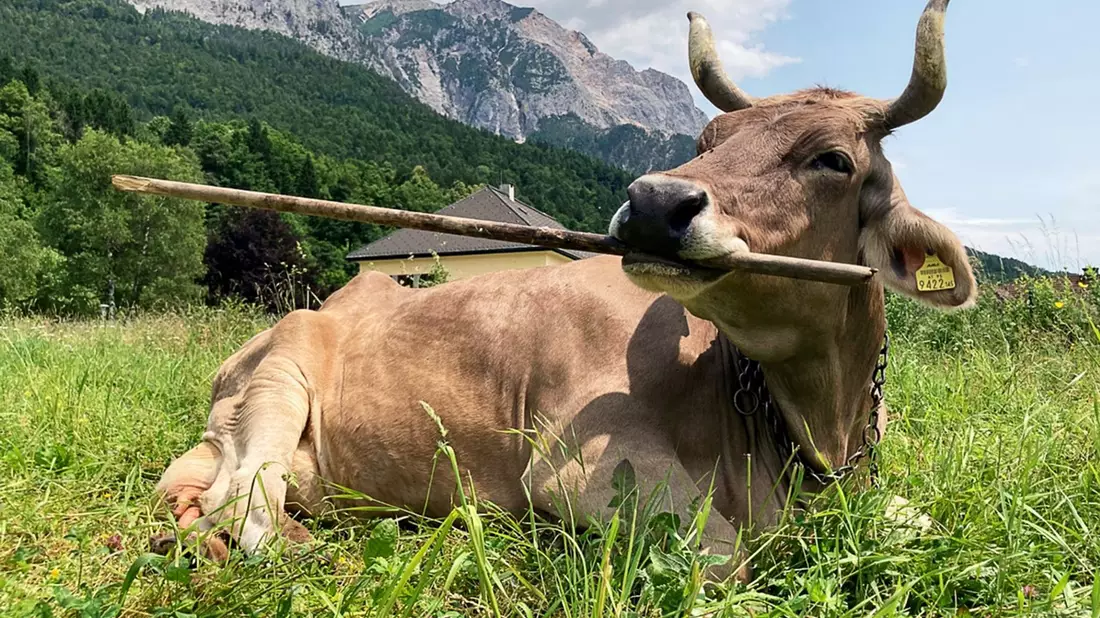 Für das Forschungsteam ist es der erste wissenschaftliche Nachweis einer solchen Art von Werkzeugnutzung. - Bild: Antonio Osuna Mascaró/Veterinärmedizinische Universität Wien/dpa