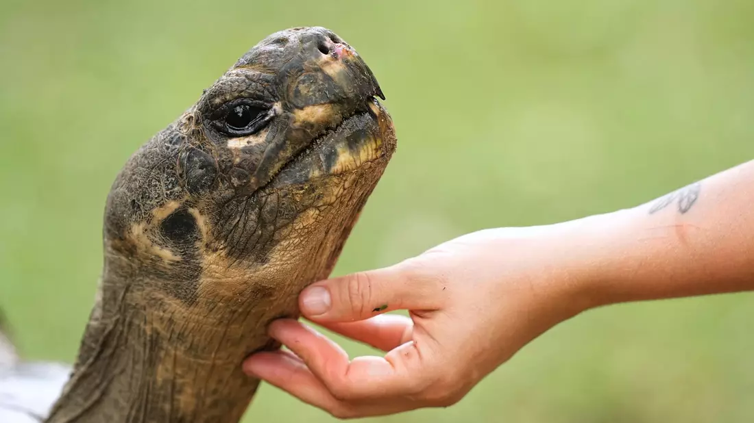 Galapagos-Schildkröte Mommy wurde mit fast 100 Jahren noch Mama. - Bild: Matt Rourke/AP/dpa