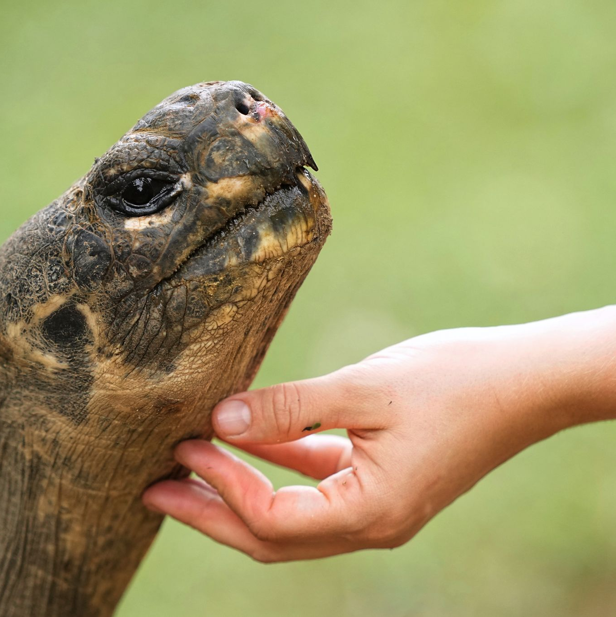 Galapagos-Schildkröte Mommy wurde mit fast 100 Jahren noch Mama. - Foto: Matt Rourke/AP/dpa