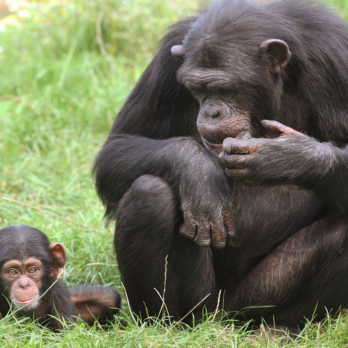 Jungtiere sind süß und Publikumsmagneten - doch wohin mit ihnen, wenn sie größer werden?  - Foto: Holger Hollemann/dpa