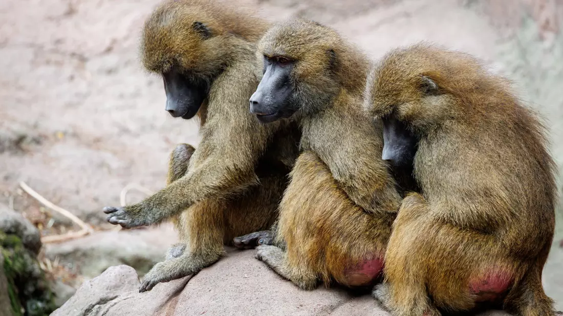 Die Tötung einiger Paviane im Tiergarten Nürnberg sorgte für viel Aufsehen. - Bild: Daniel Karmann/dpa