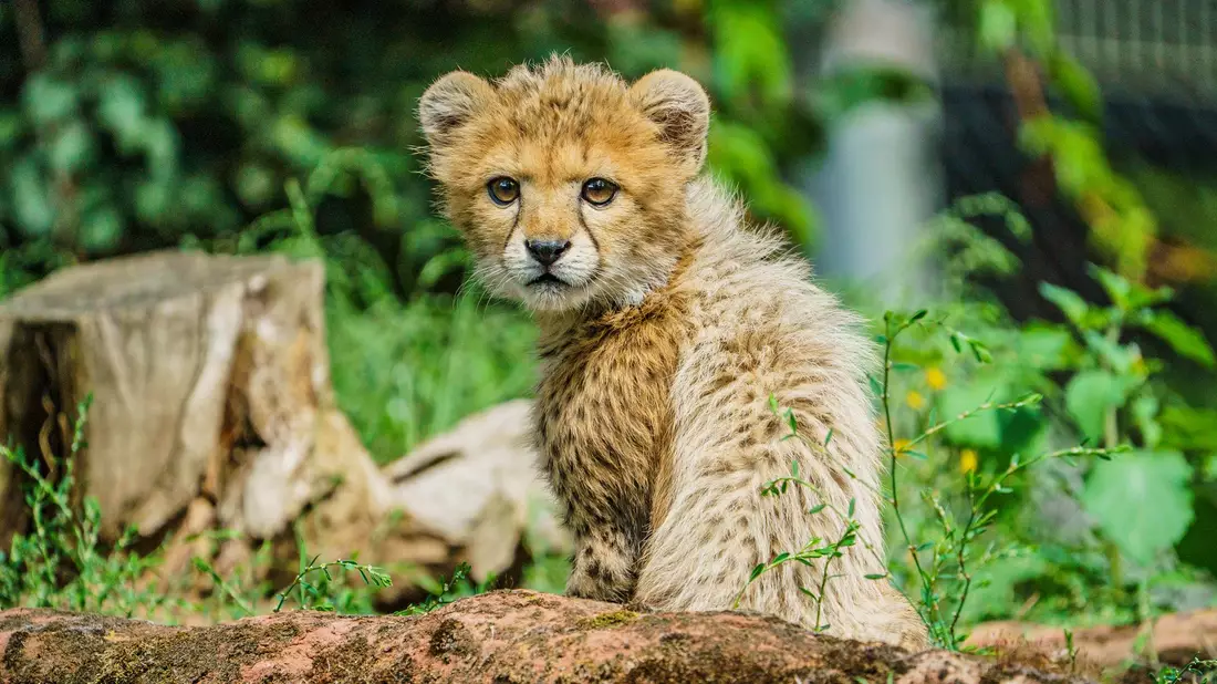 Junge Tiere gibt es in Zoos anteilig immer seltener. - Bild: Andreas Arnold/dpa