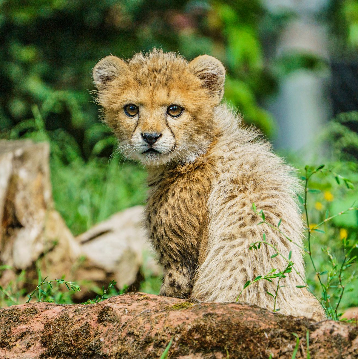 Junge Tiere gibt es in Zoos anteilig immer seltener. - Foto: Andreas Arnold/dpa