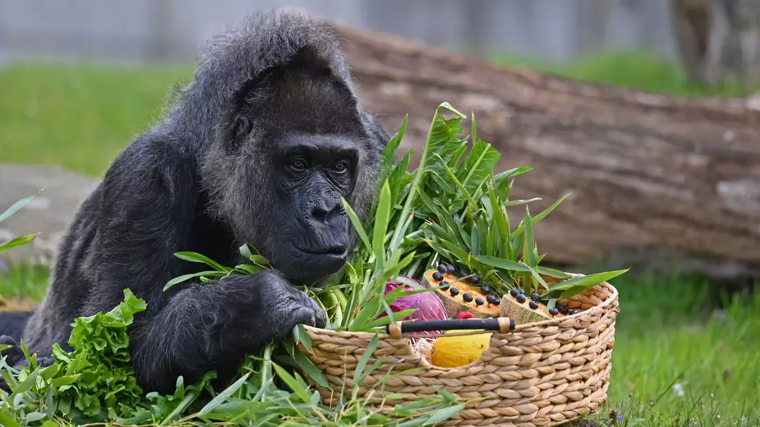 Gorillas zählen zu den Arten, deren Erhalt hohe Priorität hat. - Bild: Lilli Förter/dpa