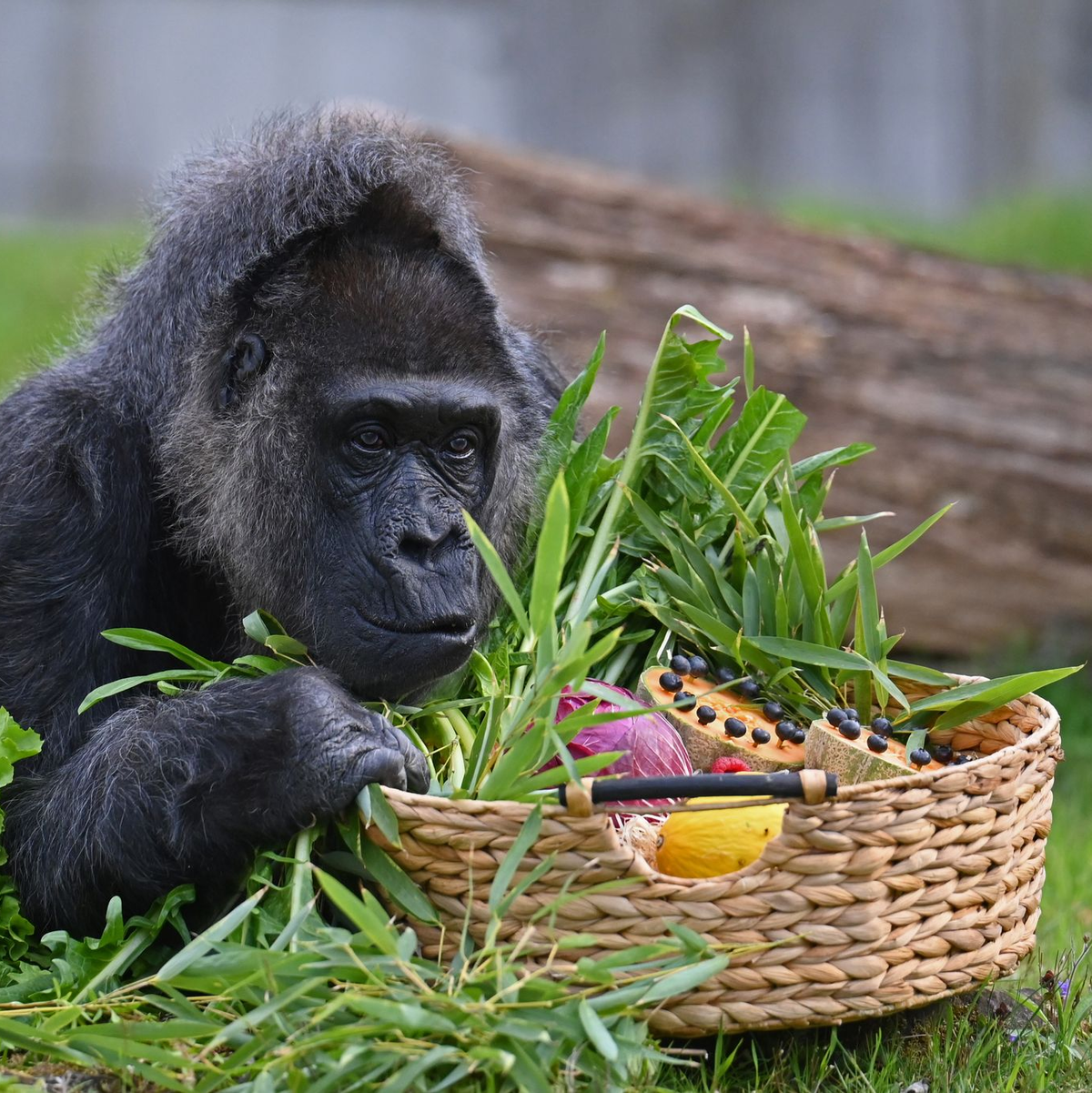 Gorillas zählen zu den Arten, deren Erhalt hohe Priorität hat. - Foto: Lilli Förter/dpa