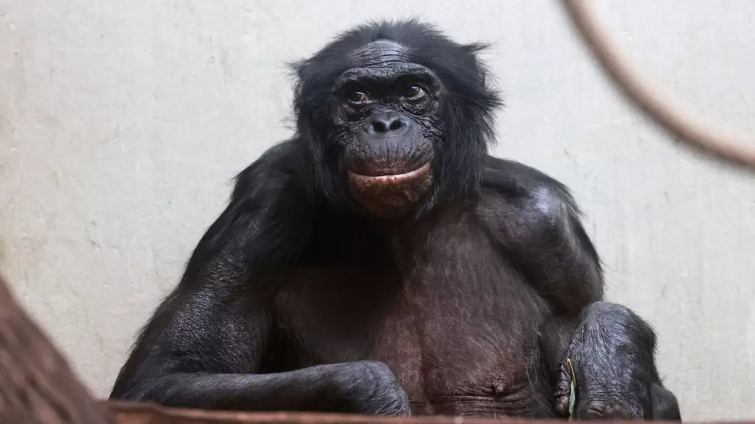 Viele Tiere werden im Zoo deutlich älter als im Mittel in der Wildbahn.  - Bild: Claudia Philipp/Zoo Wuppertal/dpa