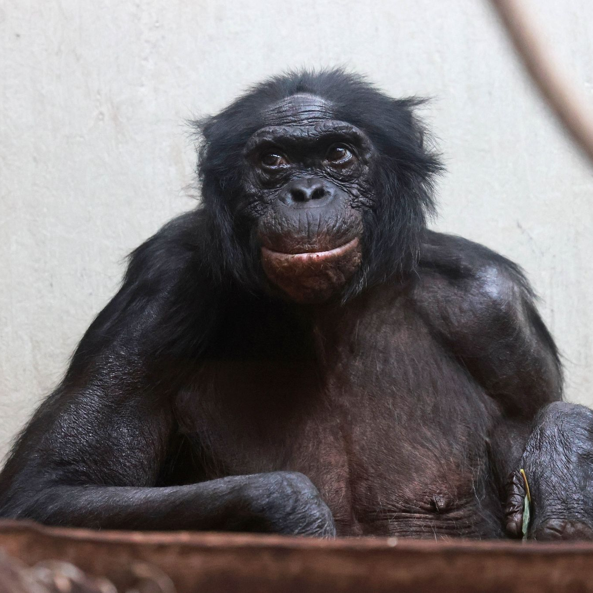 Viele Tiere werden im Zoo deutlich älter als im Mittel in der Wildbahn.  - Foto: Claudia Philipp/Zoo Wuppertal/dpa