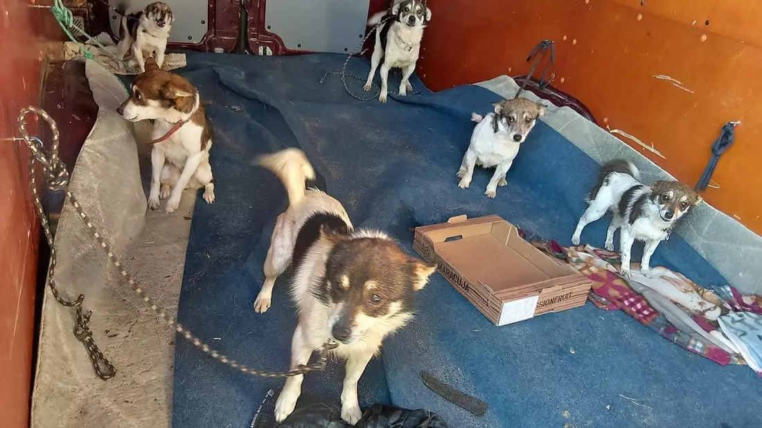 BPOLI LUD: Bundespolizei stoppt Transporter mit elf Hunden an der Grenze - Bild: presseportal.de