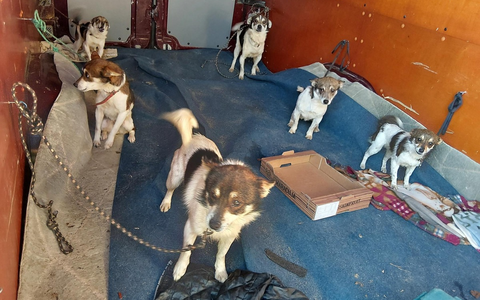 BPOLI LUD: Bundespolizei stoppt Transporter mit elf Hunden an der Grenze - Foto: presseportal.de