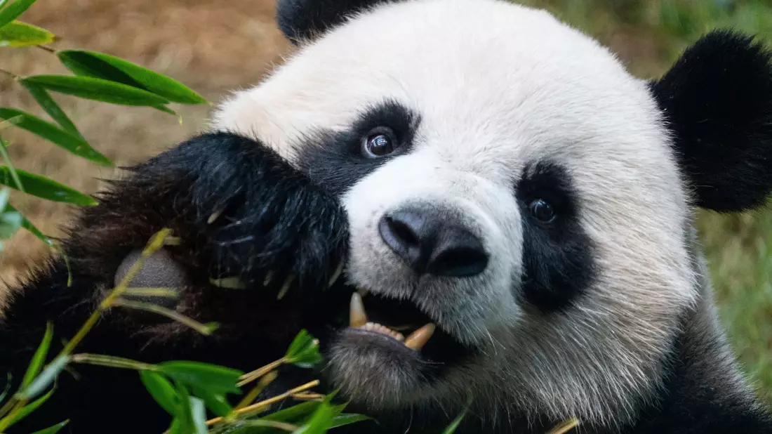 Riesenpandas locken in Zoos viele Besucher an, auch weil sie als besonders niedlich gelten. (Archivbild) - Bild: Chan Long Hei/AP/dpa