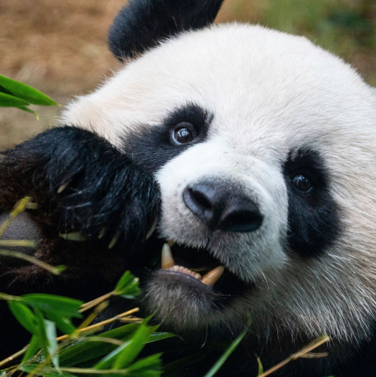 Riesenpandas locken in Zoos viele Besucher an, auch weil sie als besonders niedlich gelten. (Archivbild) - Foto: Chan Long Hei/AP/dpa