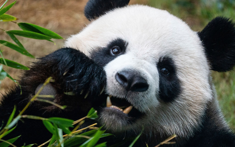 Riesenpandas locken in Zoos viele Besucher an, auch weil sie als besonders niedlich gelten. (Archivbild) - Foto: Chan Long Hei/AP/dpa Riesenpandas locken in Zoos viele Besucher an, auch weil sie als besonders niedlich gelten. (Archivbild) - Foto: Chan Long Hei/AP/dpa