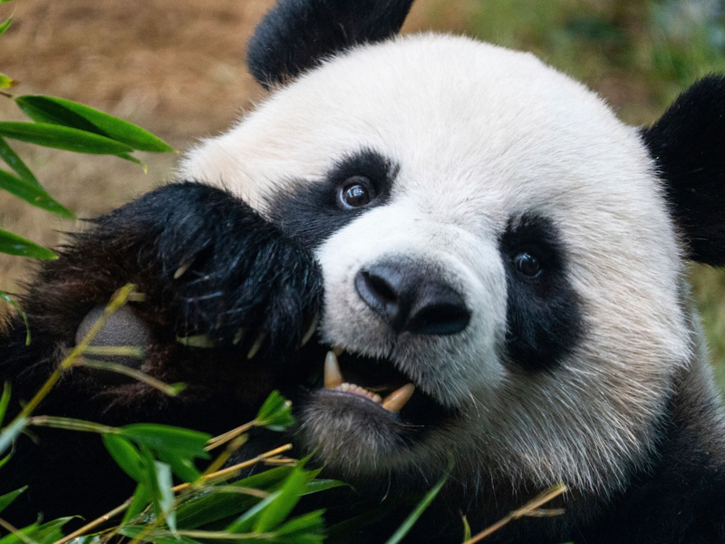 Riesenpandas locken in Zoos viele Besucher an, auch weil sie als besonders niedlich gelten. (Archivbild) - Foto: Chan Long Hei/AP/dpa